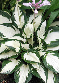 Hosta 'Fire and Ice'